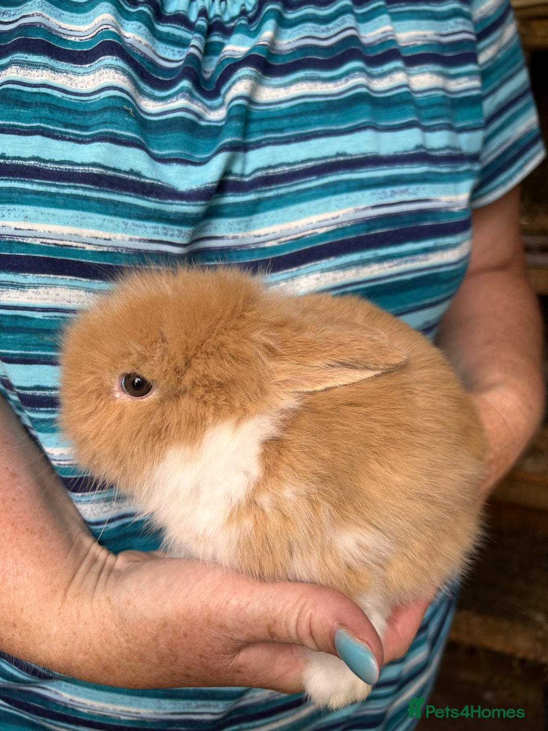 Lionhead rabbits for sale: Lionheads  - Image 2