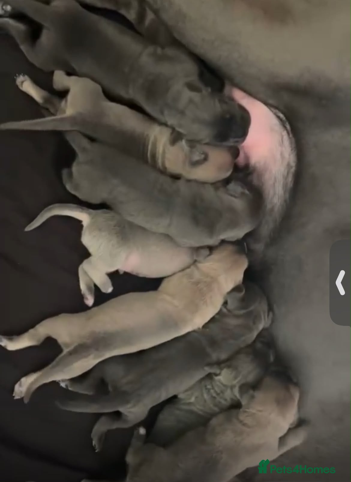 Cane Corso dogs Cane Corso Puppies for sale  - Advert 1