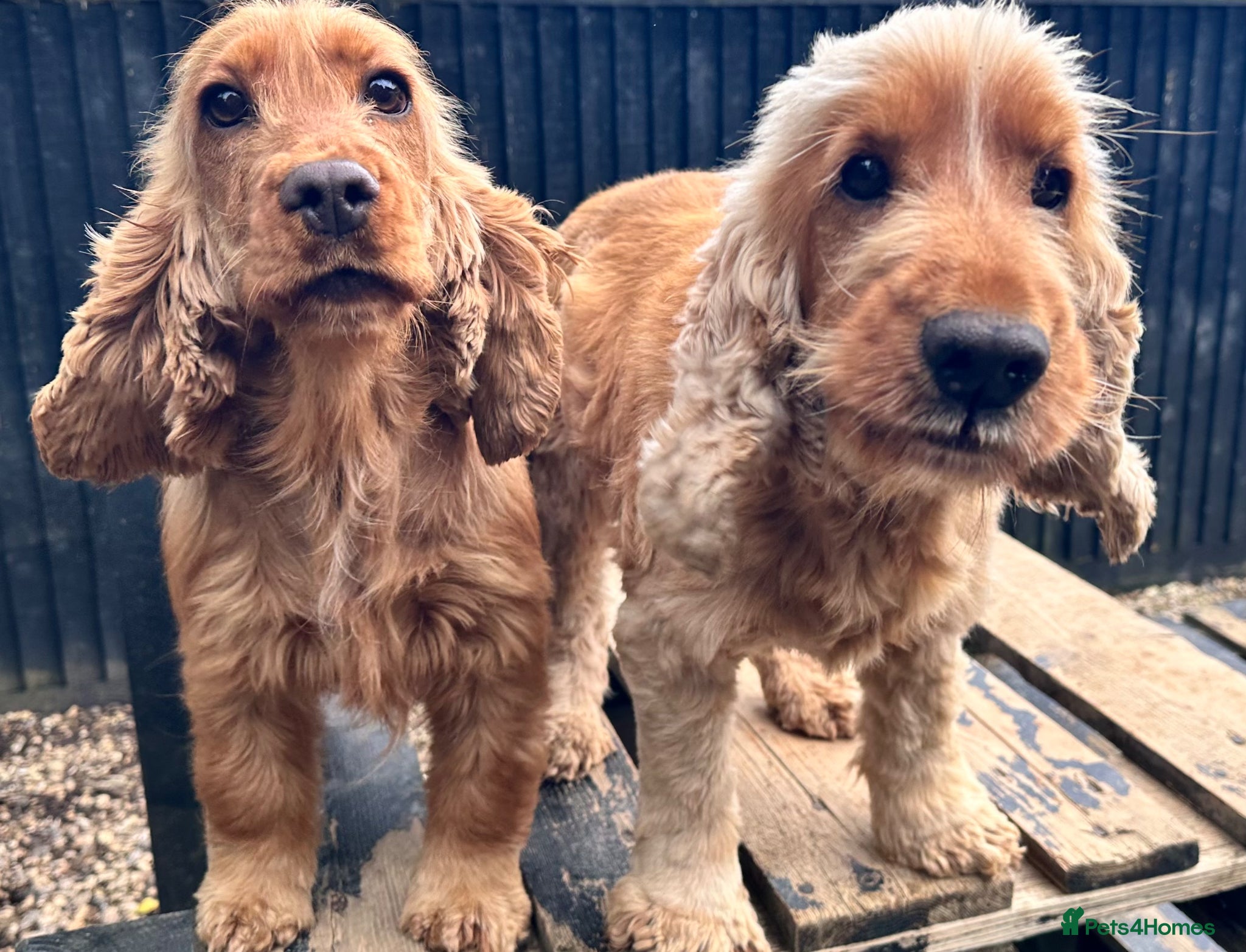 Cocker Spaniel dogs Male show type cocker spaniel - Advert 4