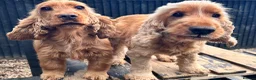 Cocker Spaniel dogs for sale: Male show type cocker spaniel - Advert 1