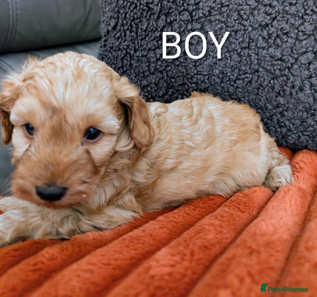 Australian Labradoodle dogs for sale: Miniature Australian labradoodles  - Image 3
