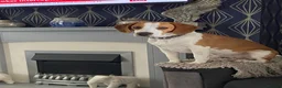 Beagle dogs for stud: Beautiful Beagle for stud - Advert 4