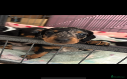 Miniature Dachshund dogs for sale: *REDUCED* 2 stunning female pups left - Image 7