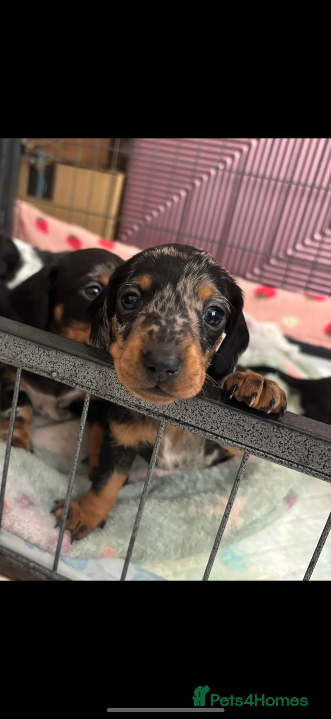 Miniature Dachshund dogs for sale: *REDUCED* 2 stunning female pups left - Image 7