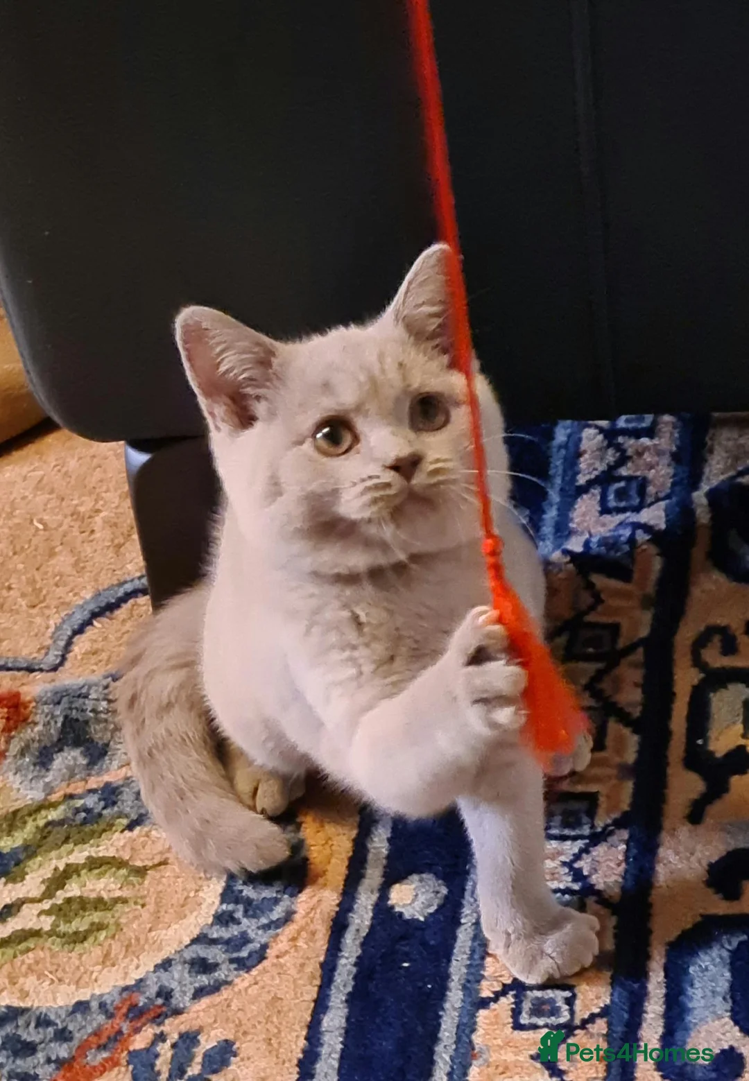 Scottish Fold cats for sale: GORGIOUS LILAC BRITISH SHORTHAIR MALE KITTEN - Advert 2