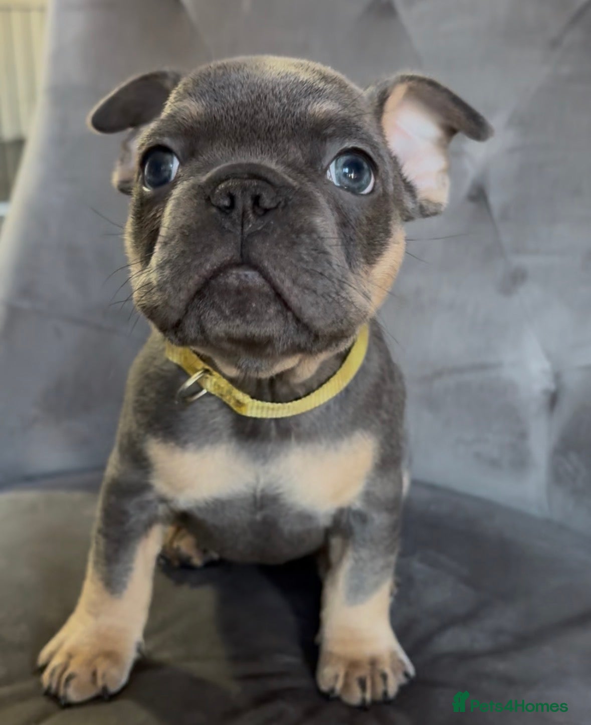 French Bulldog dogs Healthy last Boy Kc French Bulldog - Advert 6