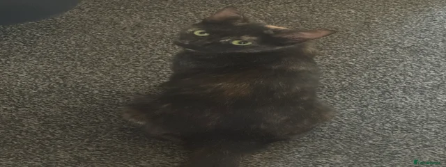 Shadow 