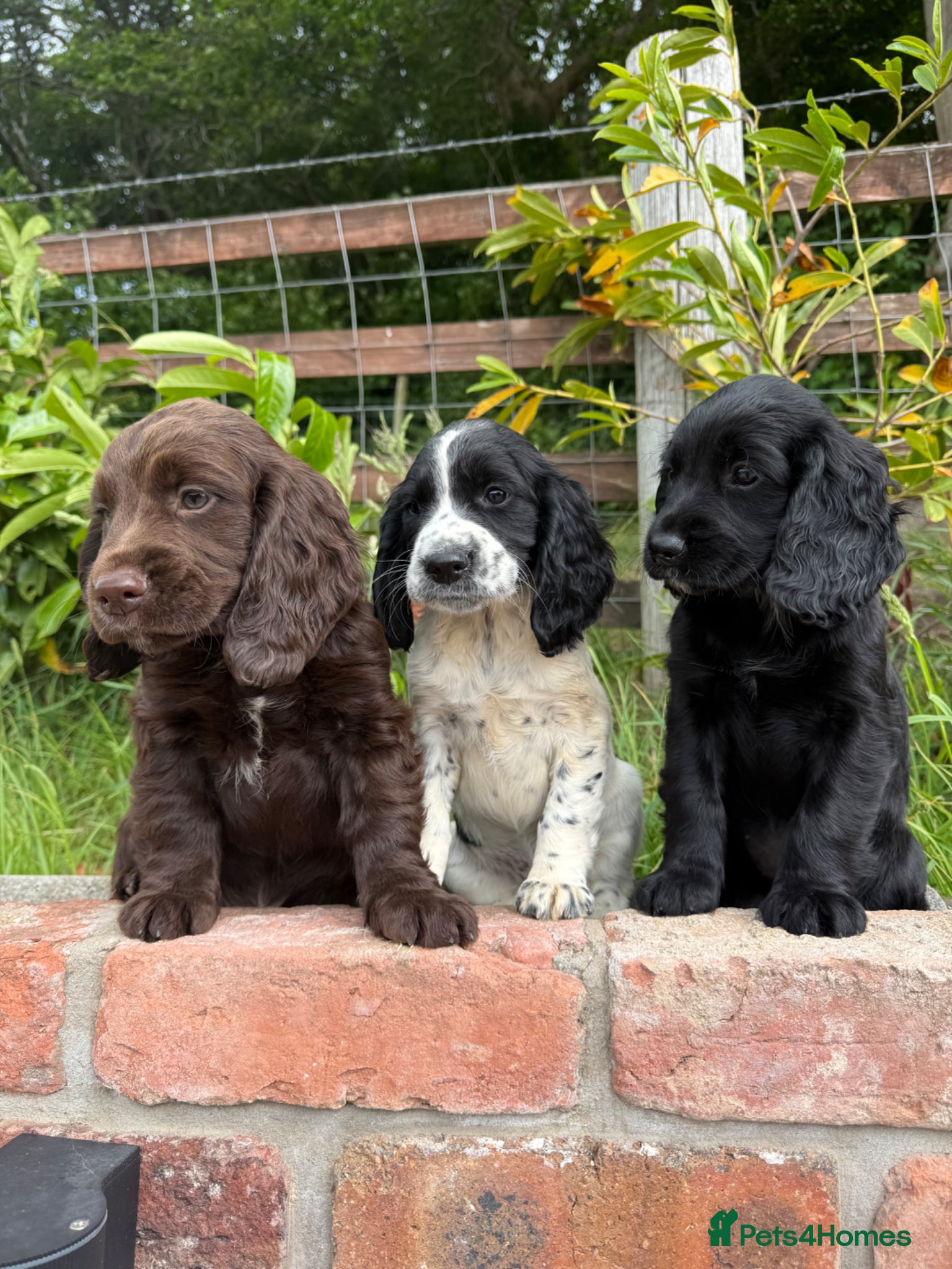 Sprocker dogs Sprocker puppies Cocker Spaniel X Springer Spaniel - Advert 1