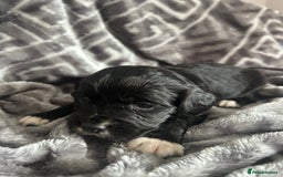 Cocker Spaniel dogs for sale: Cocker Spaniel Puppies *For Sale* - Image 8