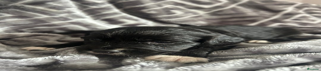 Cocker Spaniel Puppy 4