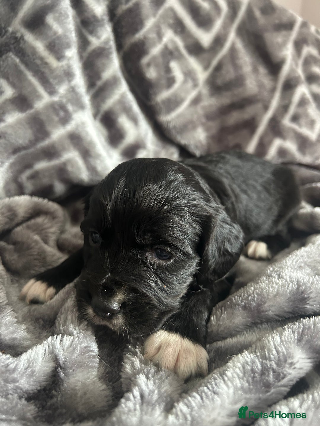 Cocker Spaniel dogs for sale: Cocker Spaniel Puppies *For Sale* - Image 8