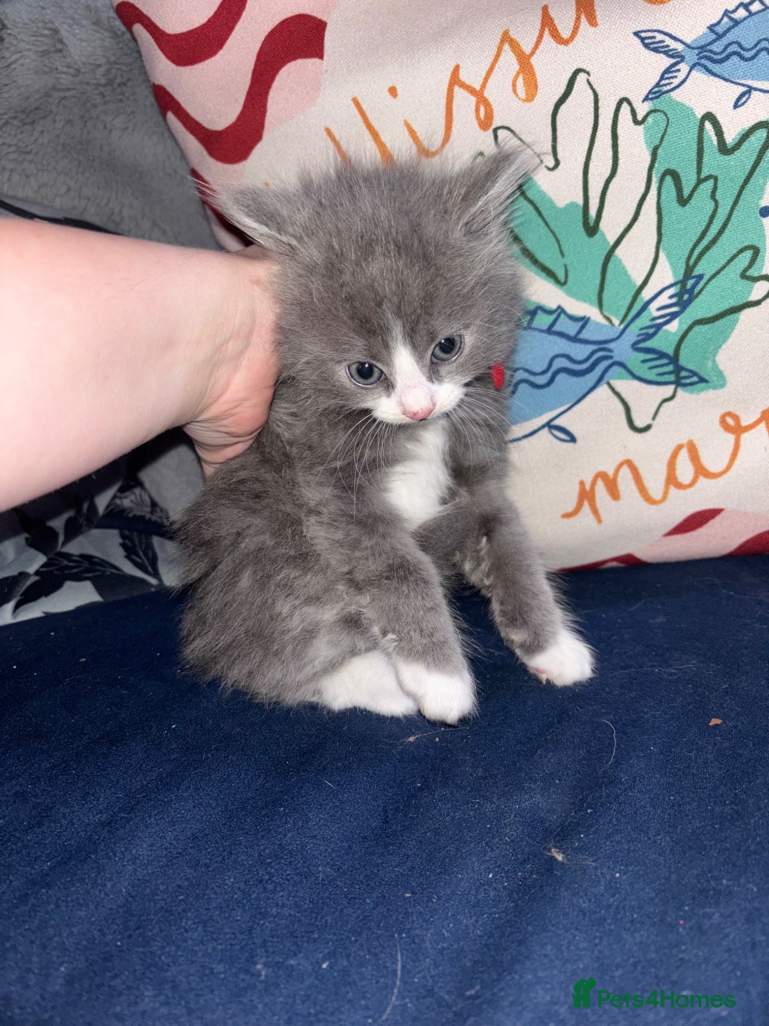 British Longhair cats Grey and black and white Fluffy kittens for sale  - Advert 1