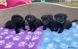 Labrador Retriever dogs for sale: KC Registered working Labrador puppies - Image 15