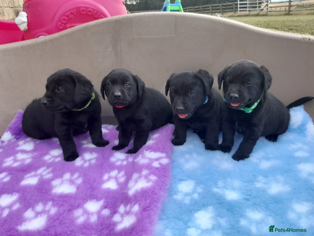 Labrador Retriever dogs for sale: KC Registered working Labrador puppies - Image 15