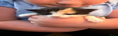 Mixed Breed 1