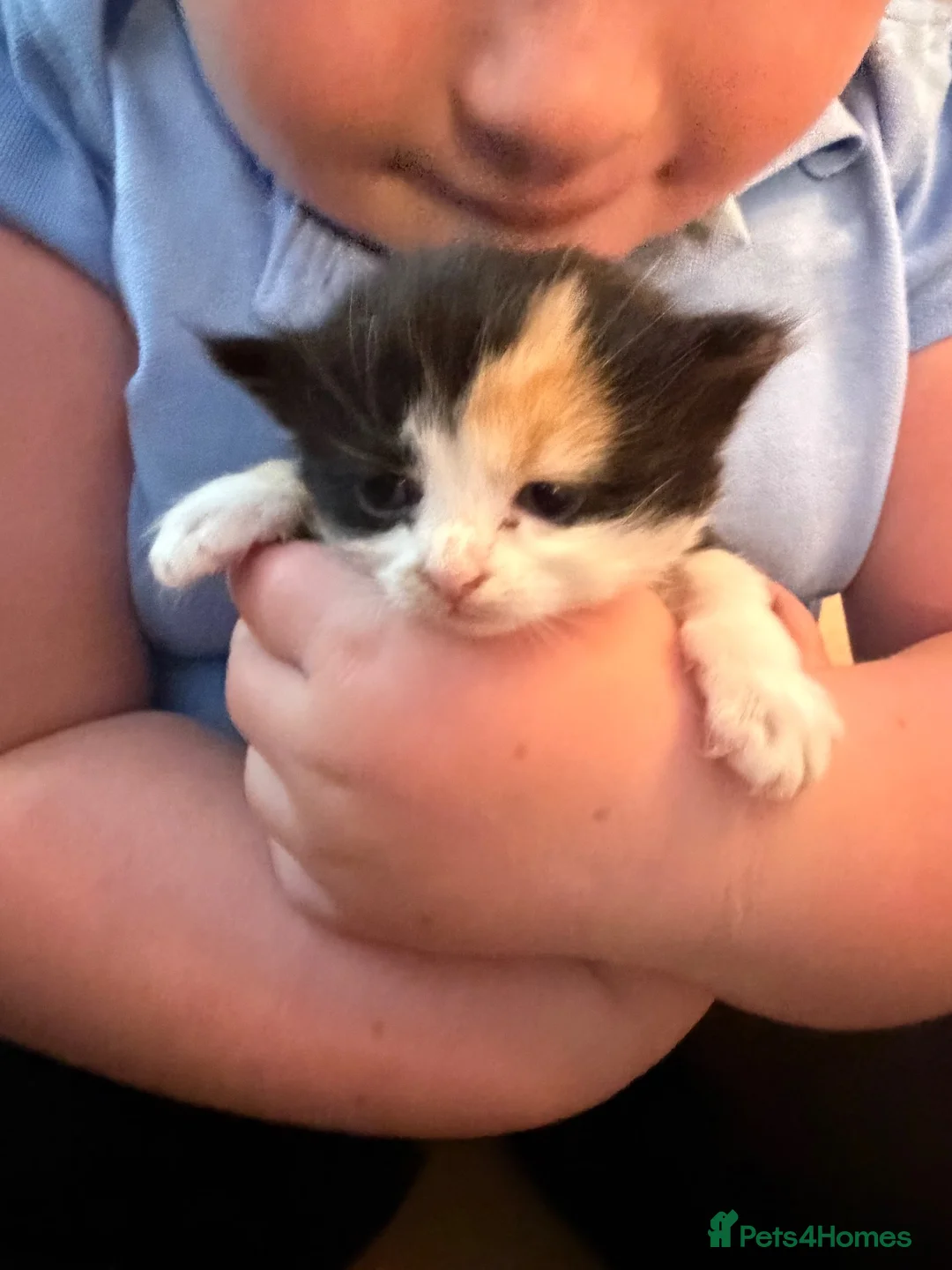 Mixed Breed cats for sale: 4 loving kittens looking for homes  - Advert 2