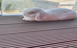 Mini Lion Lop rabbits for sale: Beautiful Bunny’s Sushi 5yrs & Marshmallow 3yrs - Advert 2