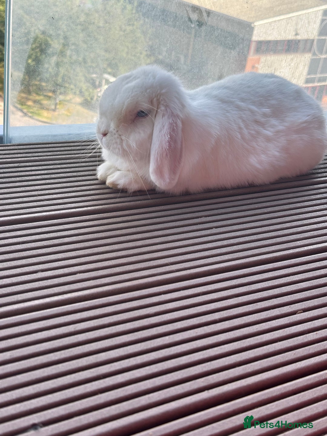 Mini Lion Lop rabbits for sale: Beautiful Bunny’s Sushi 5yrs & Marshmallow 3yrs - Advert 2