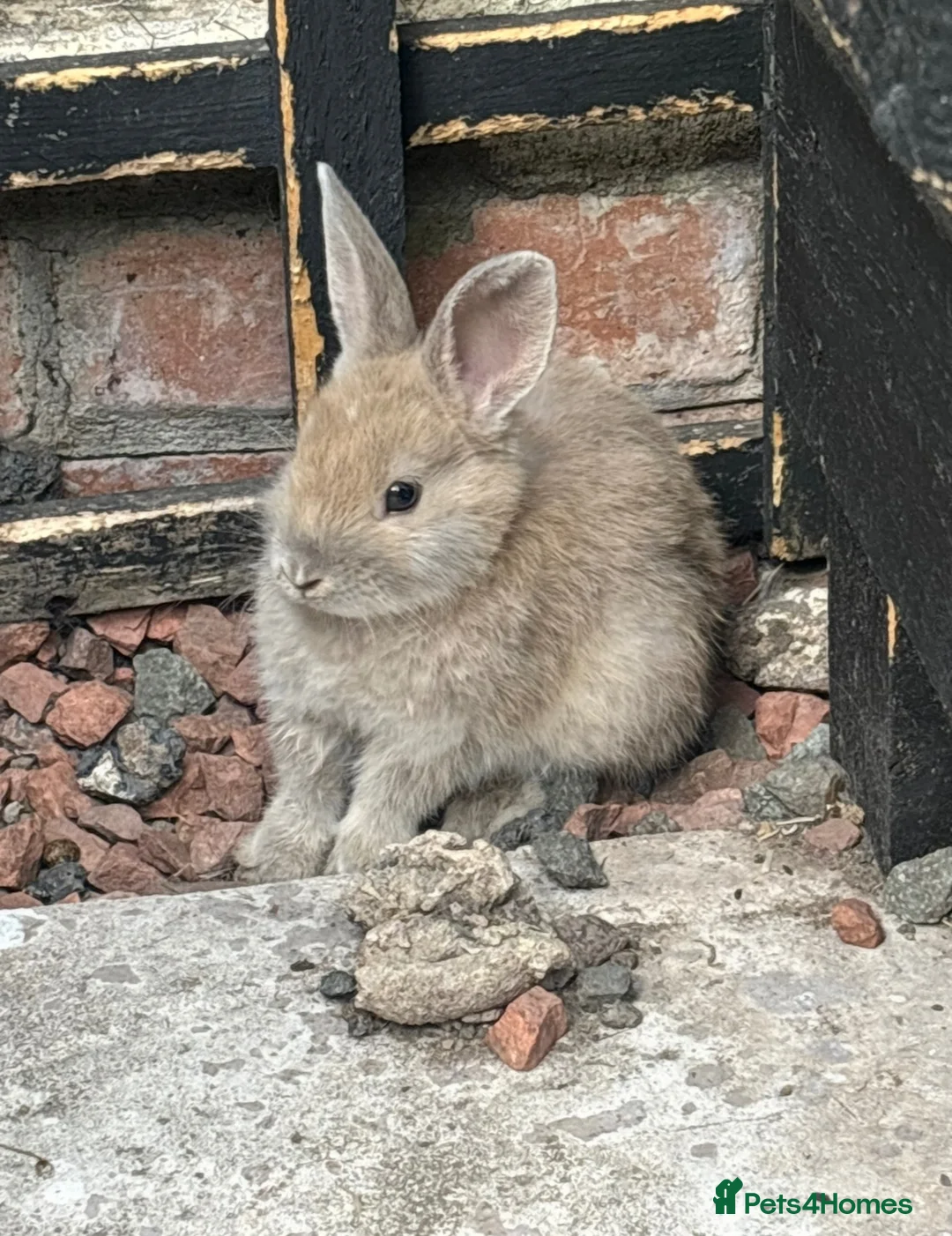 Mixed Breed rabbits for sale: Lovely baby bunnies - Advert 3