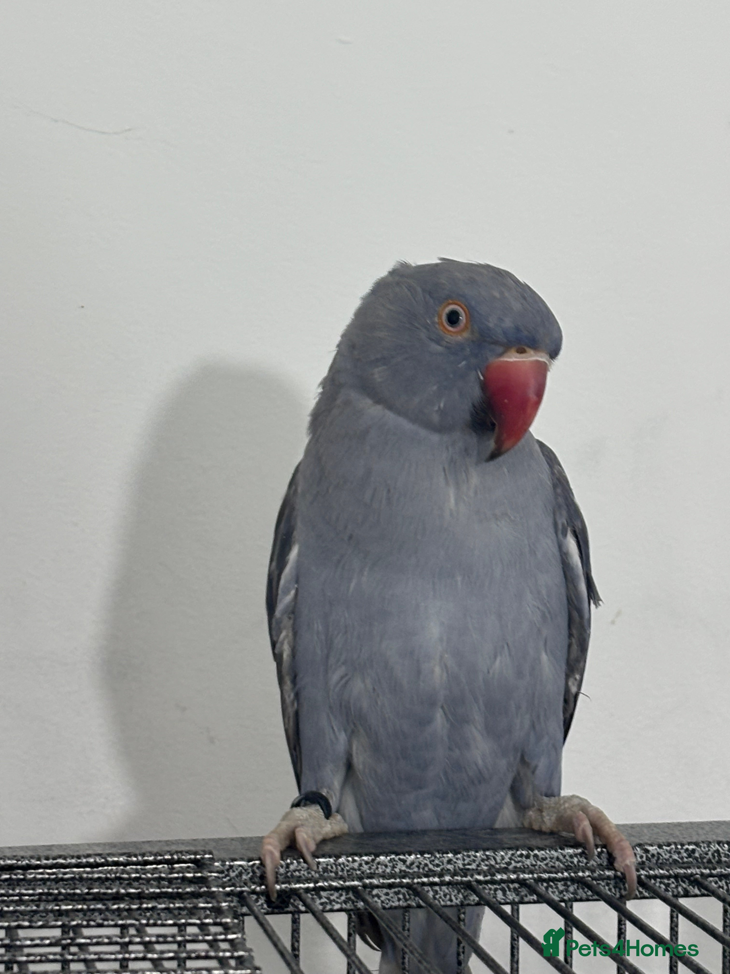 Ringnecks birds Indian Ringneck Grey & Blue Rare Colour 6 Months - Advert 2