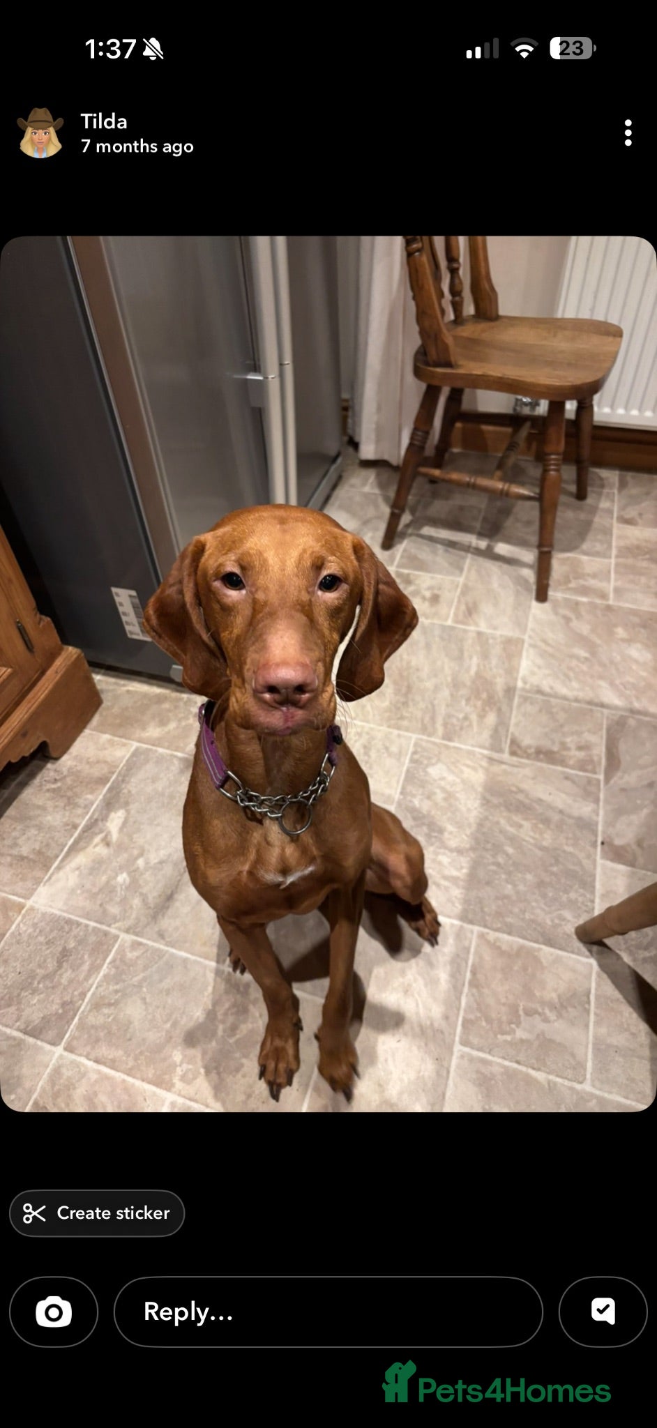 Hungarian Vizsla dogs Wonderful willow  - Advert 5