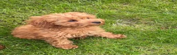 Mixed Breed dogs for sale: Puppys  - Advert 4