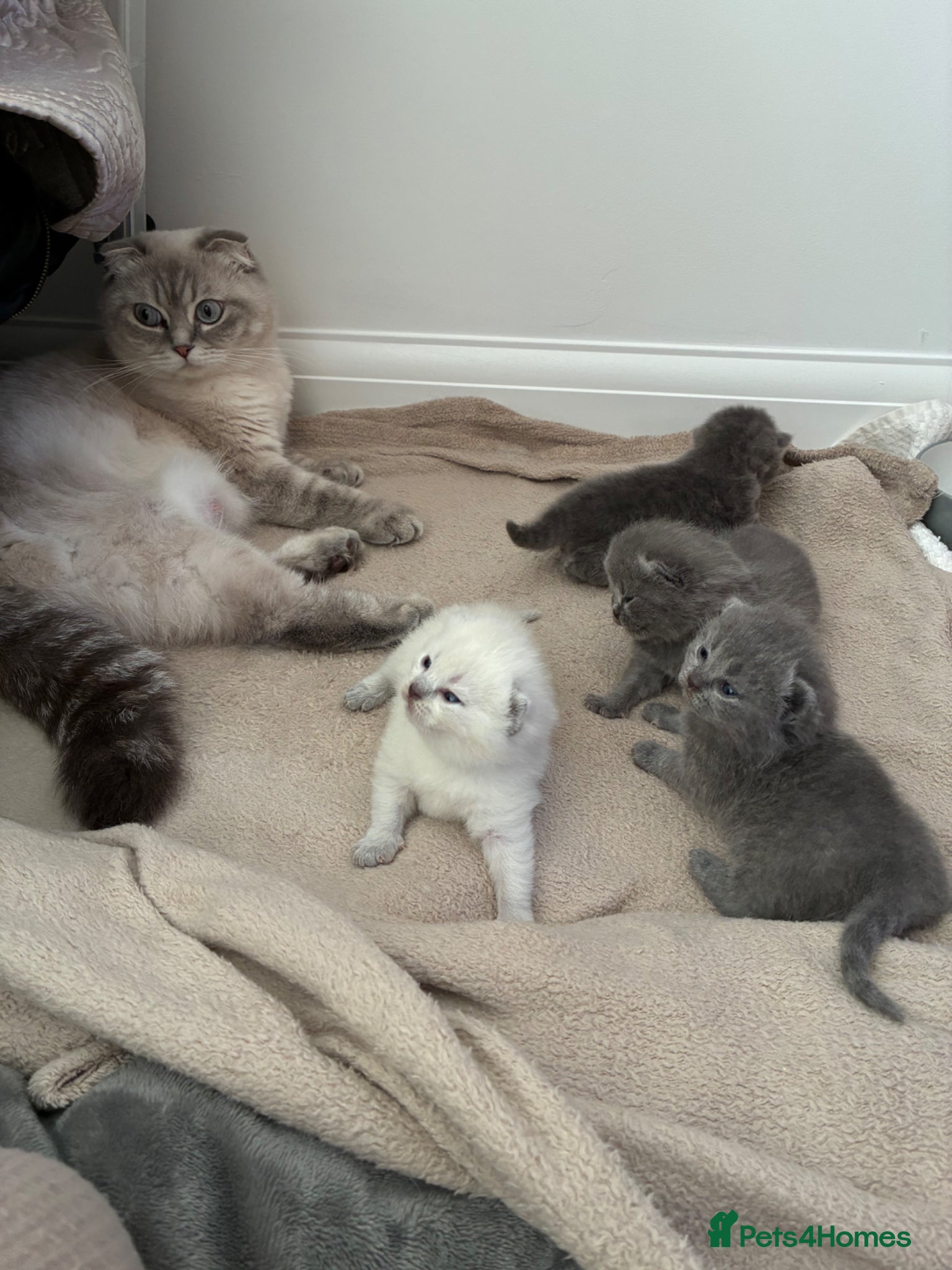 Scottish Fold cats for sale: Beautiful Scottish Fold Kittens - Advert 1