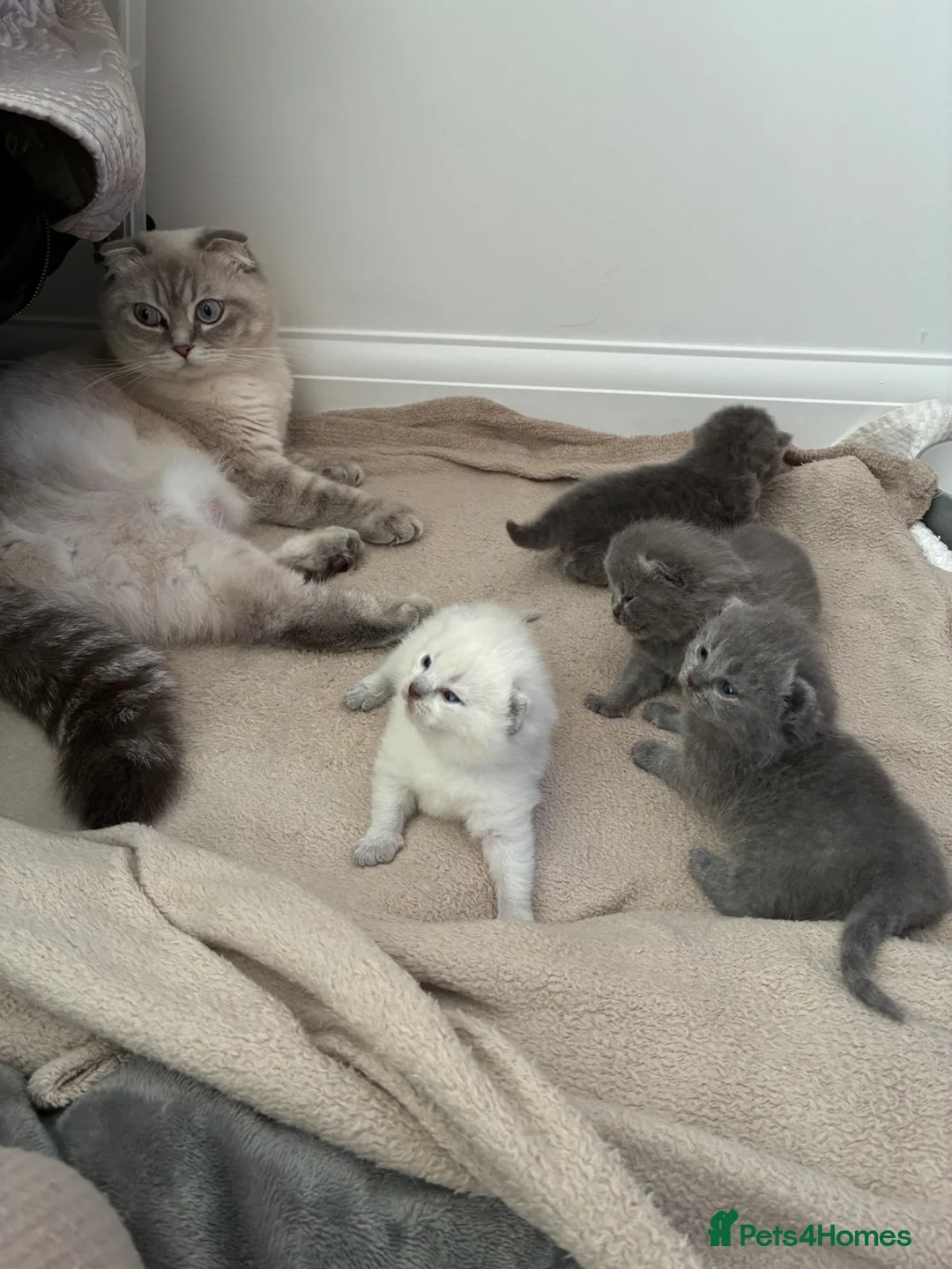 Scottish Fold cats for sale: Beautiful Scottish Fold Kittens in Bognor Regis - Advert 1