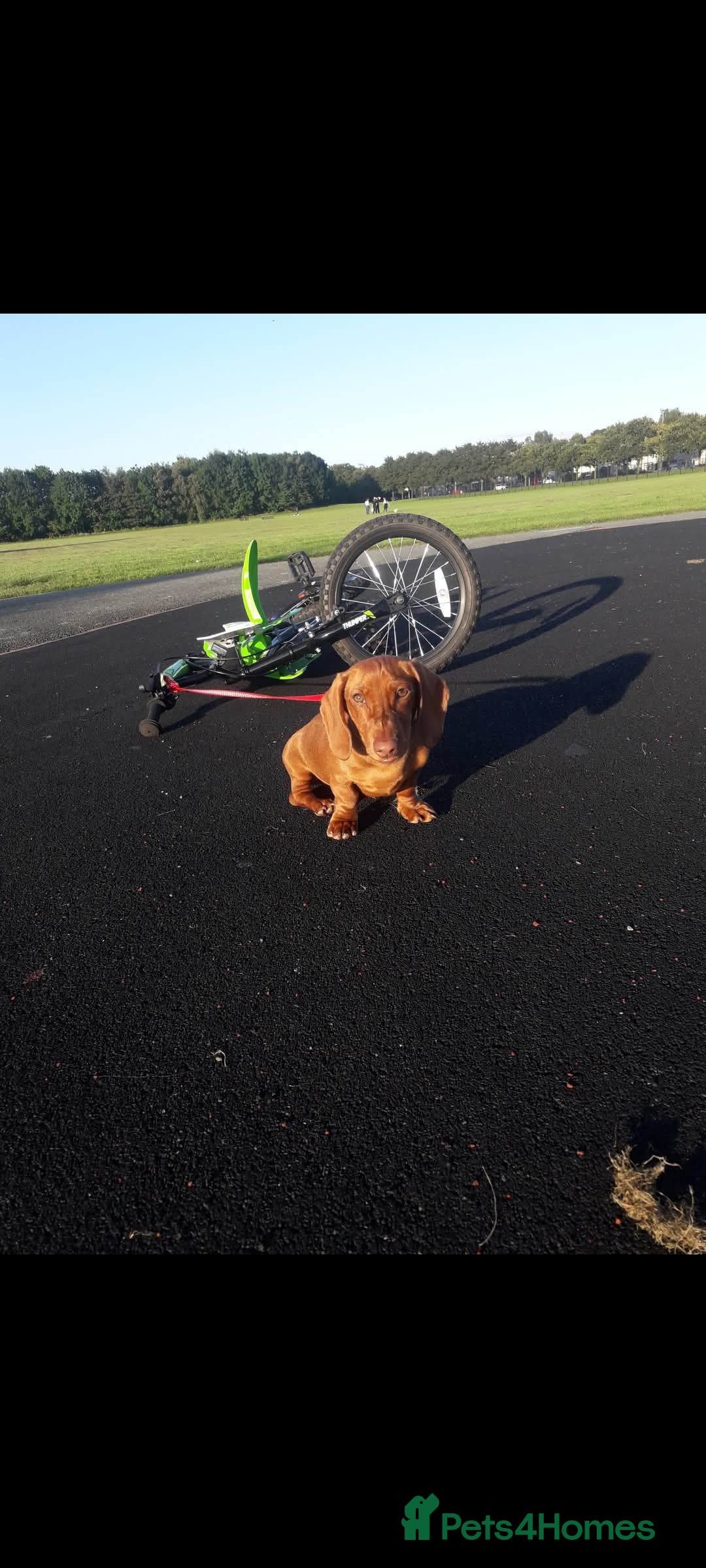 Miniature Dachshund dogs Rocco - Advert 5