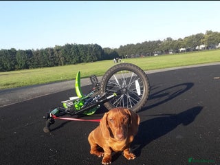 Miniature Dachshund dogs Rocco - Advert 3