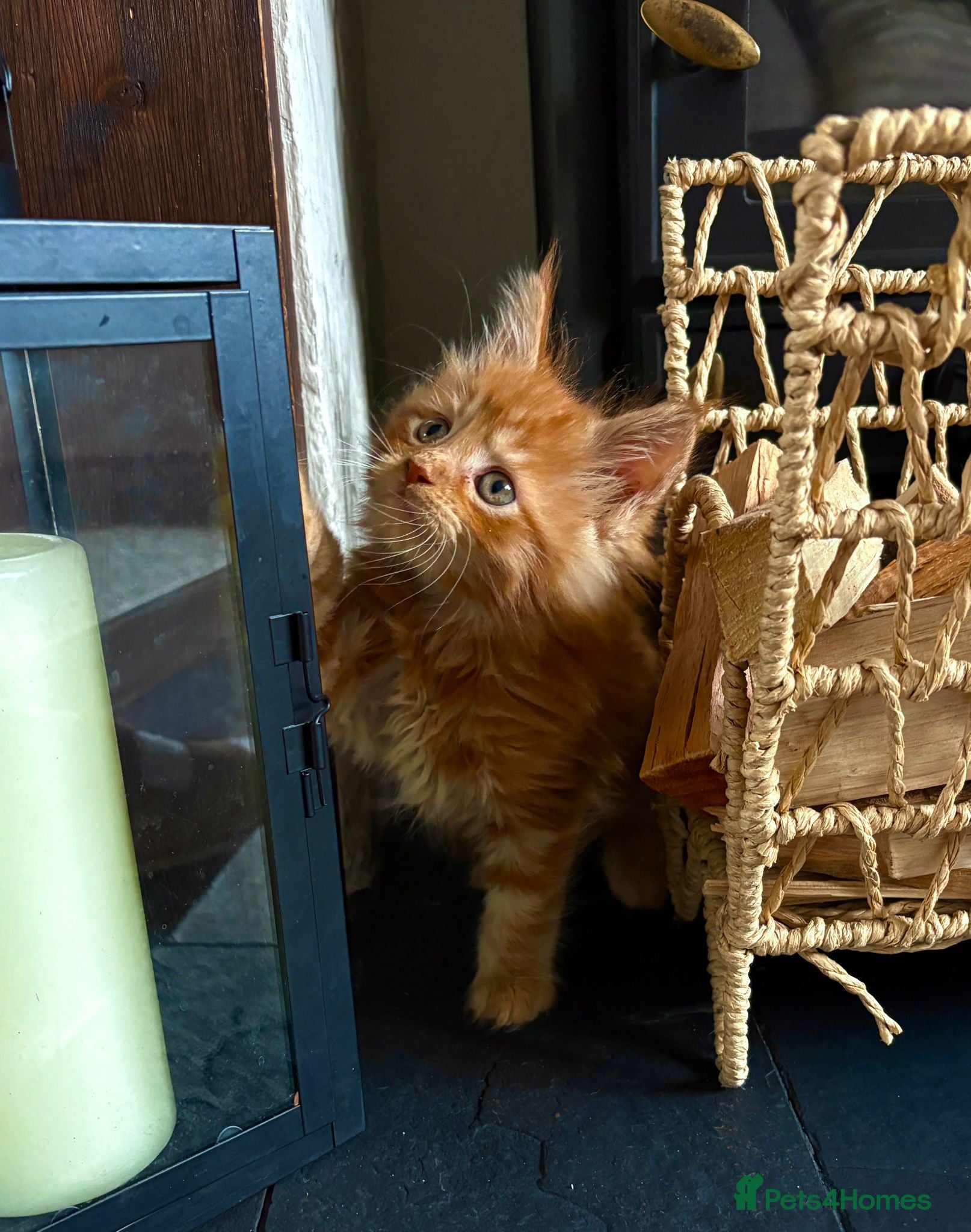 Maine Coon cats for sale: Adorable mainecoon kittens  - Advert 1