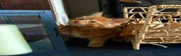 Maine Coon cats for sale: Adorable mainecoon kittens  - Advert 1