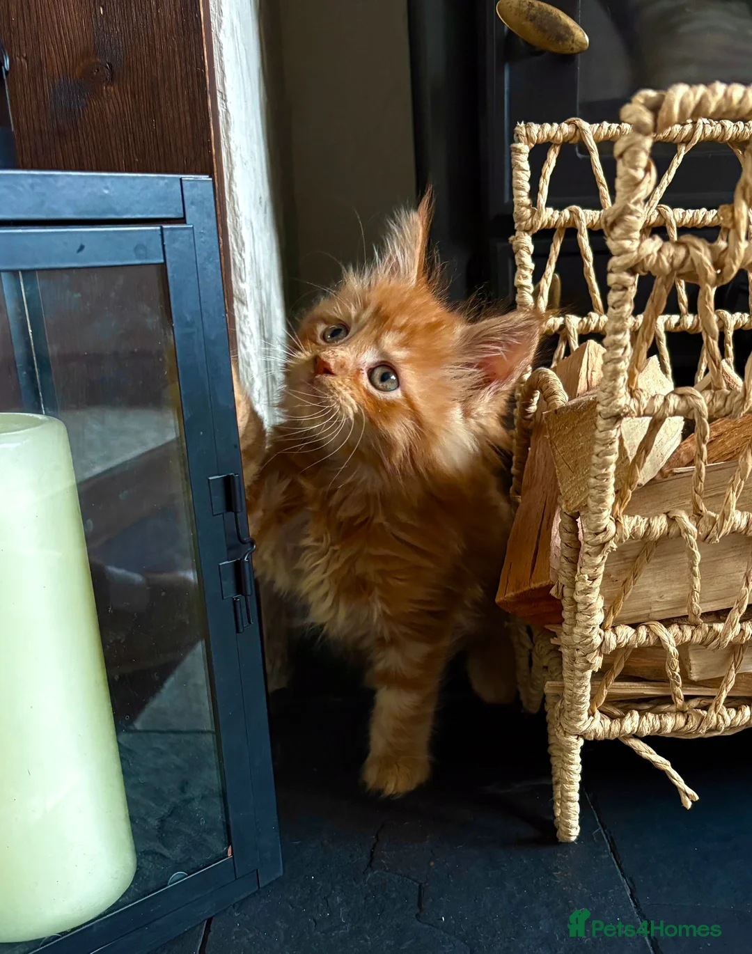 Maine Coon cats for sale: Adorable mainecoon kittens  - Advert 1