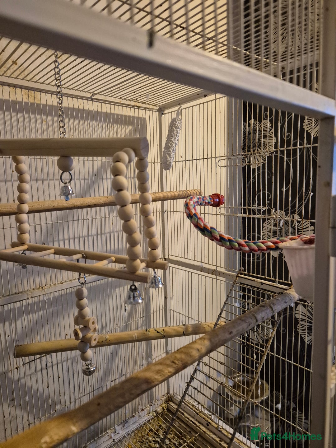 Parakeets birds for sale: Lutino quaker with fullsetup - Advert 4