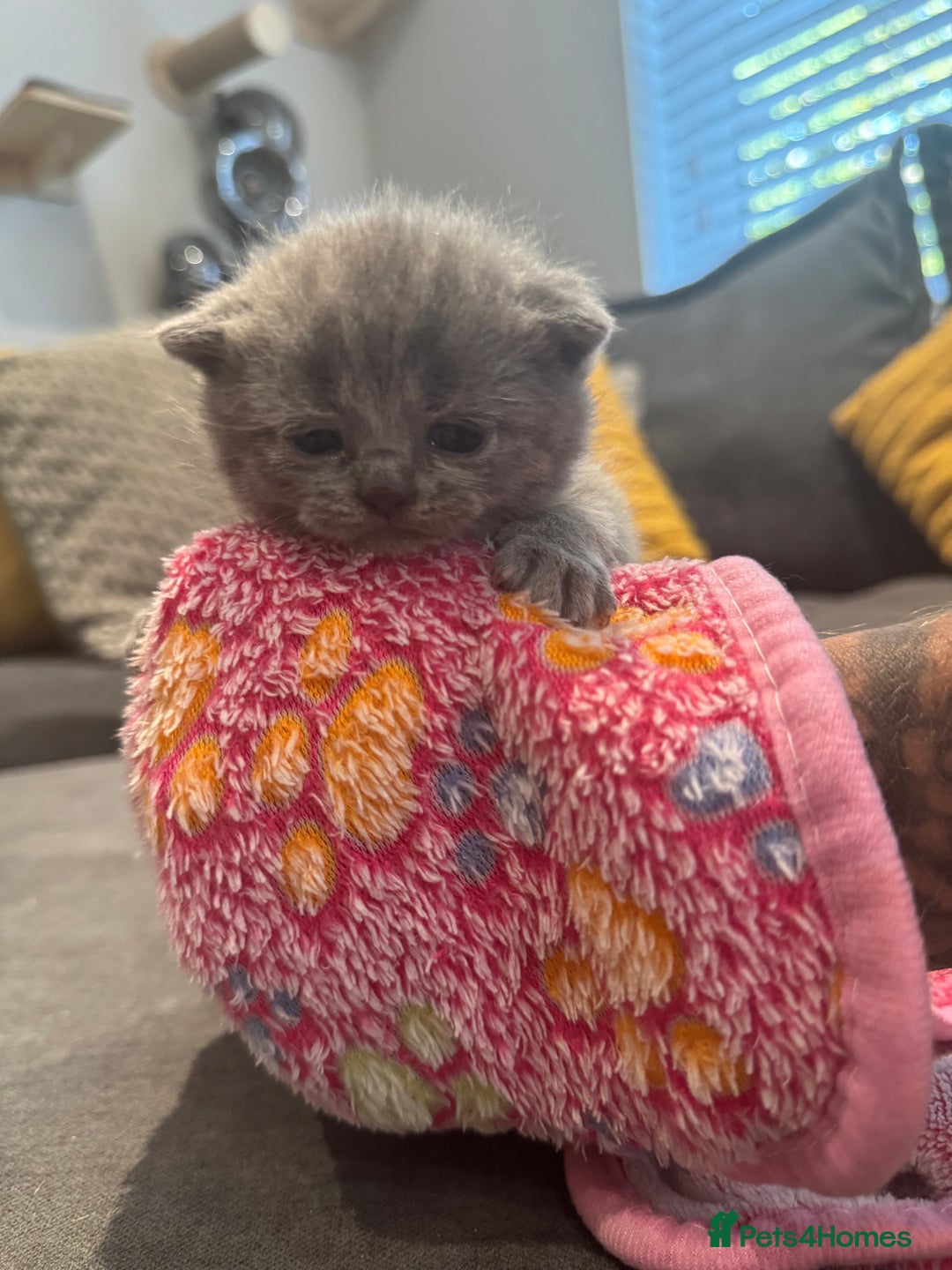 British Shorthair cats for sale: British short hair kittens  - Image 10