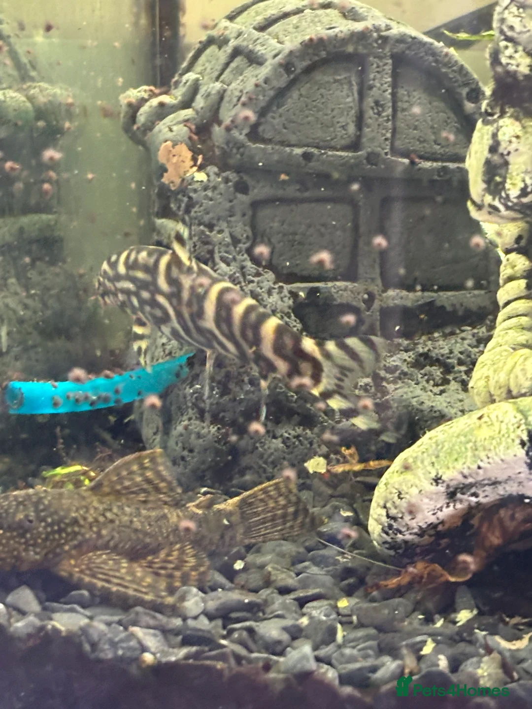 Plecos fish for sale: 2 Clown plecos for sale - Advert 4