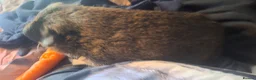 Guinea Pig rodents for sale: Brown un-neutered guinea pig in Nottingham - Advert 2