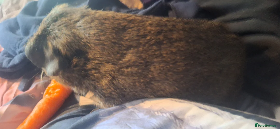Guinea Pig rodents for sale: Brown un-neutered guinea pig in Nottingham - Advert 2
