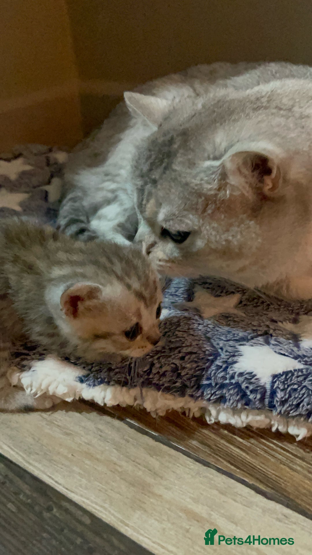British Shorthair cats for sale: British short hair kittens - Image 5