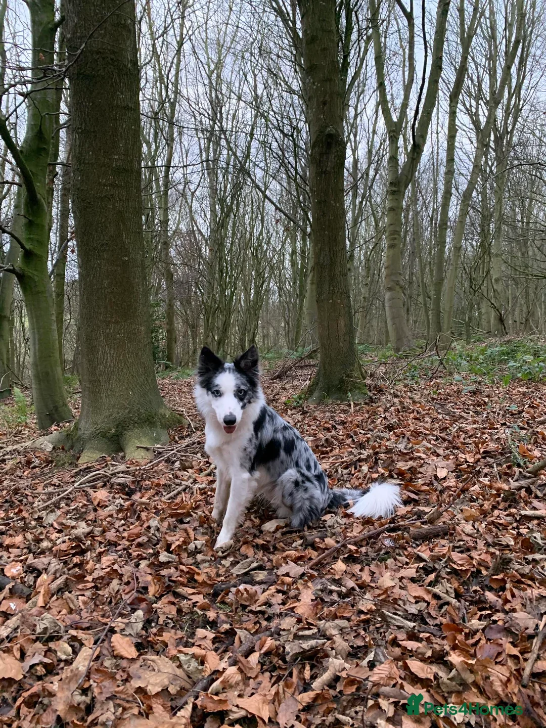 Border Collie dogs for stud: Blue Merle Border Collie For Stud  in Berwick-upon-Tweed - Advert 2