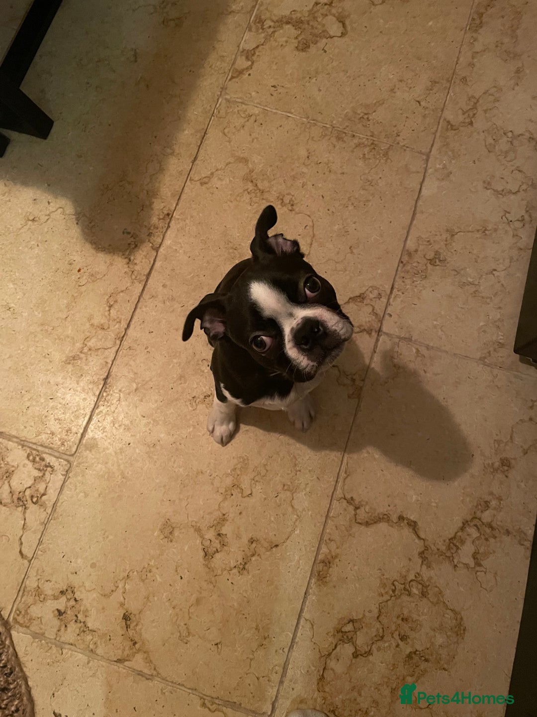 Boston Terrier dogs for sale: Wildax Boston Terrier  - Advert 2