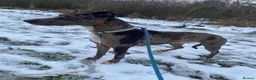Mixed Breed dogs for stud: Collie bull greyhound stud in Castleford - Advert 1