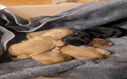 Cocker Spaniel dogs for sale: Working Cocker Spaniel Puppies  - Image 18