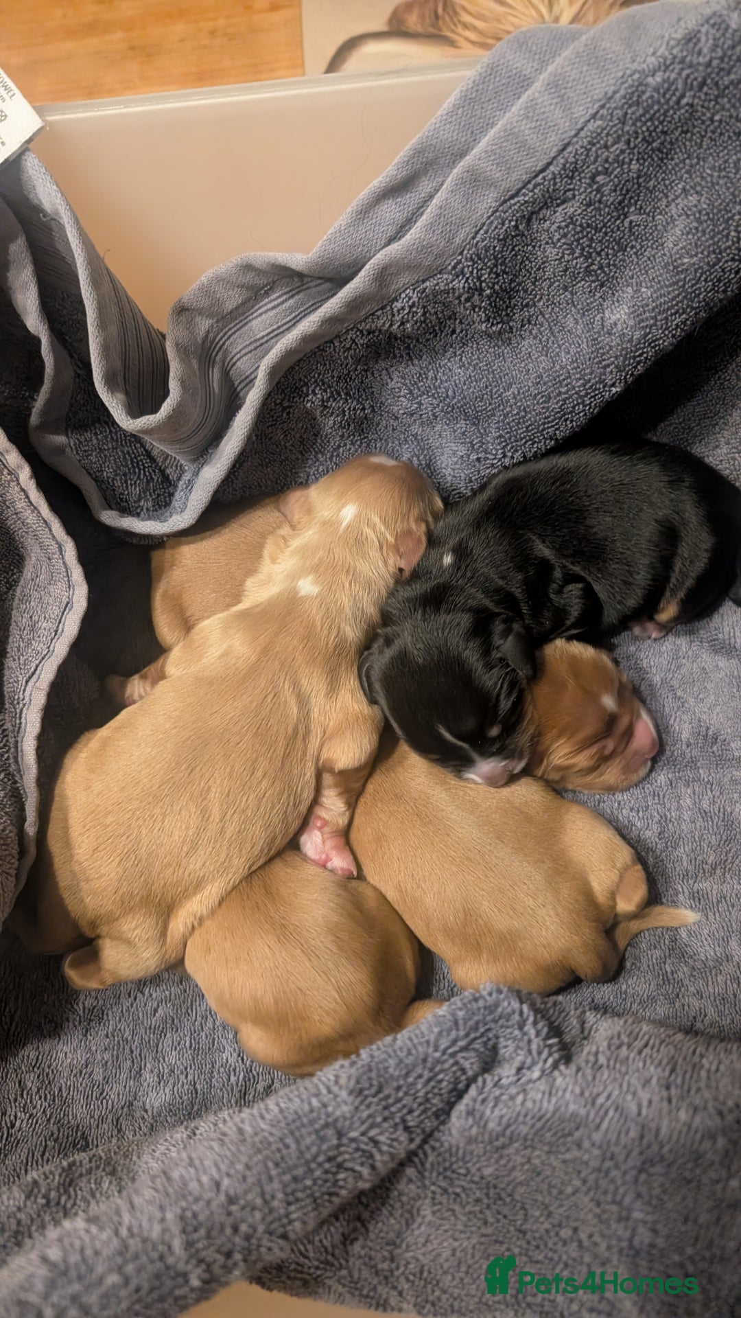Cocker Spaniel dogs for sale: Working Cocker Spaniel Puppies  - Image 18
