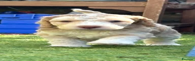 Cockapoo 4
