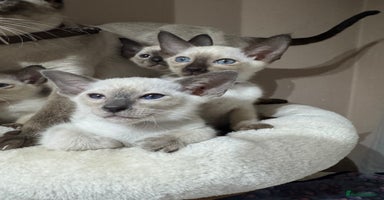 Siamese cats - Advert 7