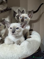 Siamese cats - Advert 6