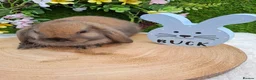 Mini Lop rabbits for sale: Gorgeous mini lops for sale - Advert 4