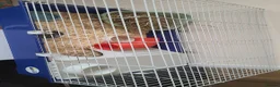 Guinea Pig rodents for sale: 2 female Guinea pigs  - Advert 3