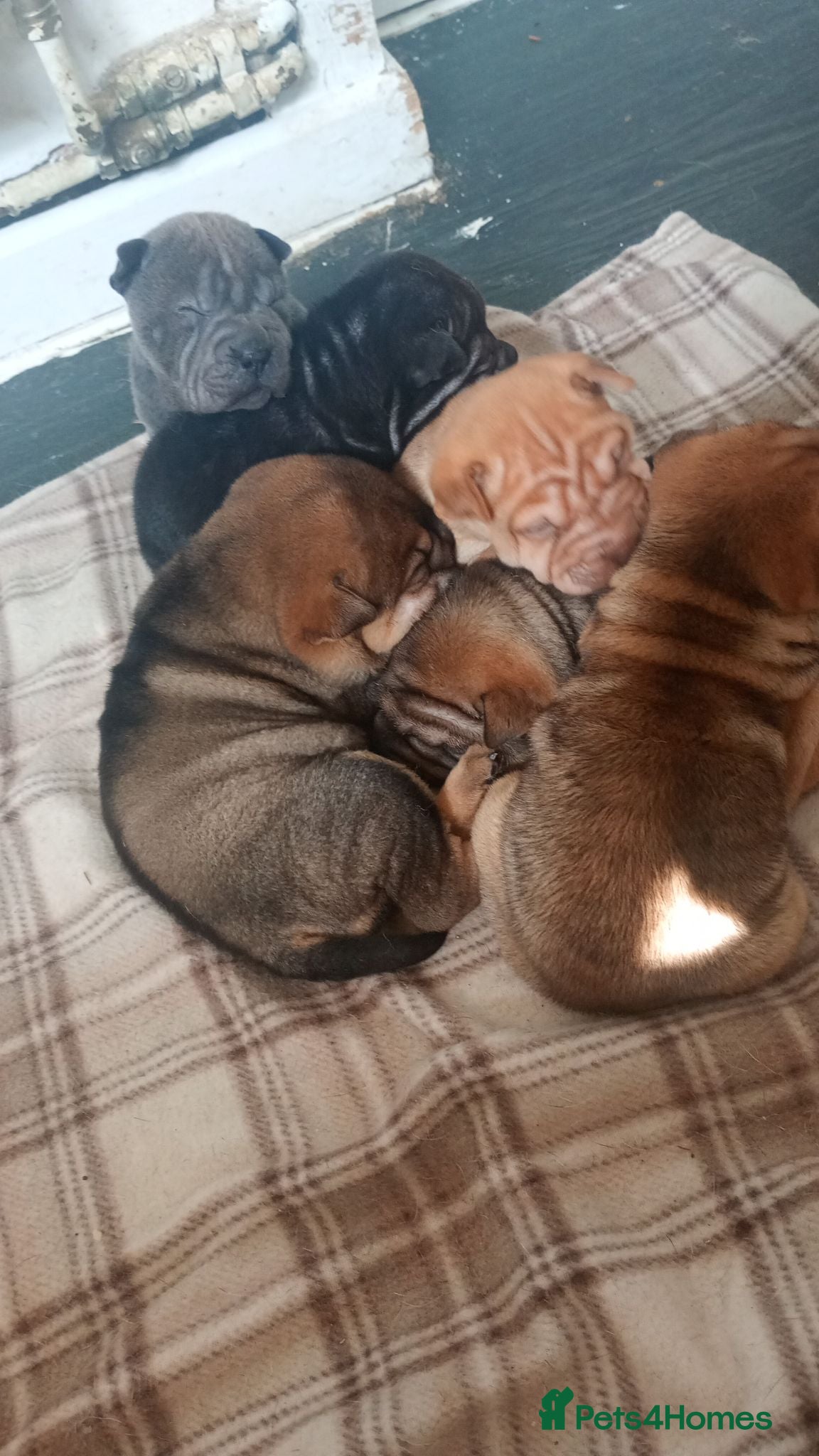 Shar Pei dogs Shar pei puppies - Advert 4